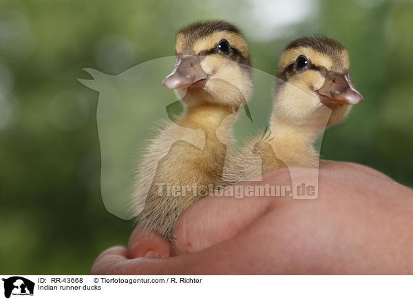 Indische Laufenten / Indian runner ducks / RR-43668