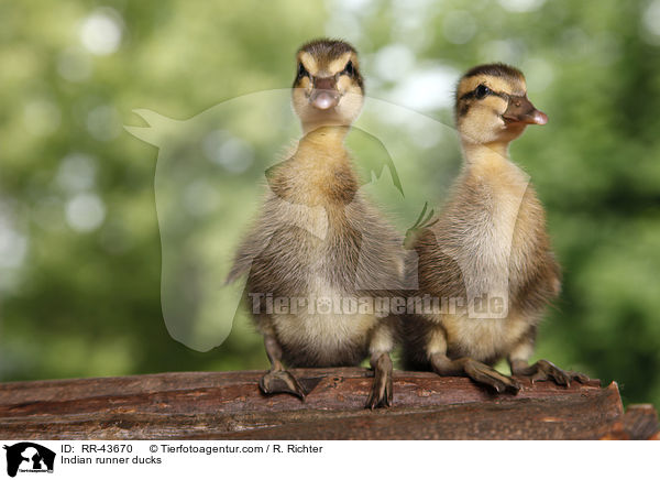 Indische Laufenten / Indian runner ducks / RR-43670