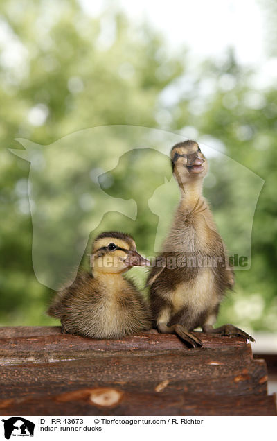 Indische Laufenten / Indian runner ducks / RR-43673