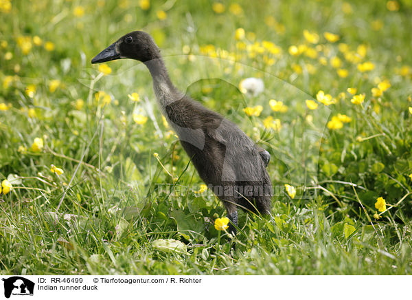 Indische Laufente / Indian runner duck / RR-46499