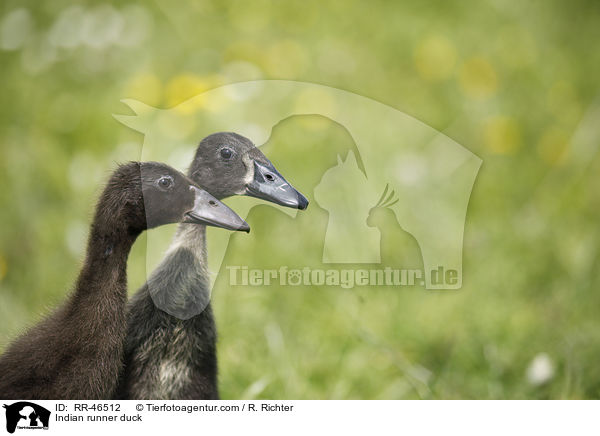 Indische Laufente / Indian runner duck / RR-46512