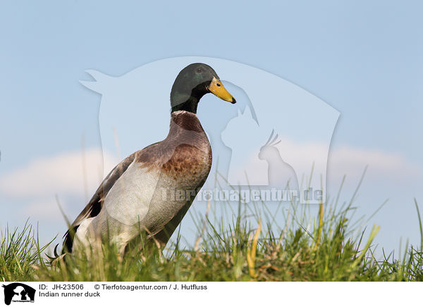 Indische Laufente / Indian runner duck / JH-23506