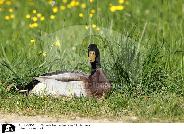 Indian runner duck / JH-23510