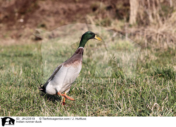 Indian runner duck / JH-23519