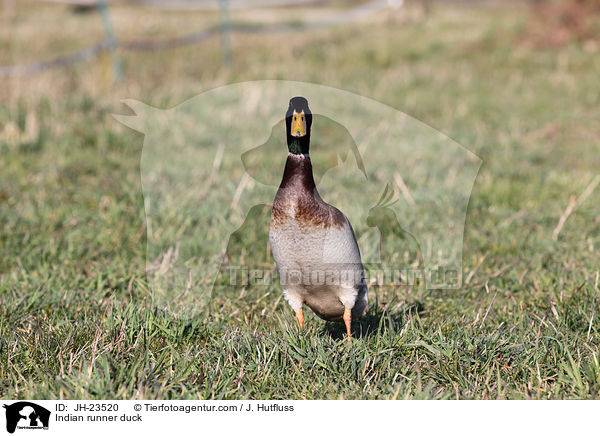 Indian runner duck / JH-23520