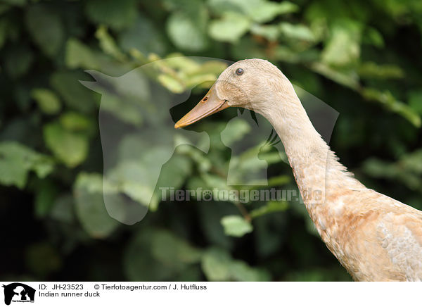 Indian runner duck / JH-23523