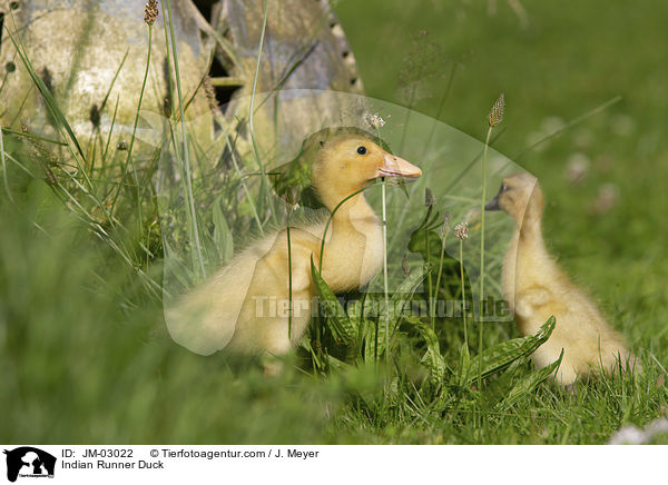 Indian Runner Duck / JM-03022