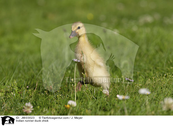 Indian runner duck chick / JM-03023