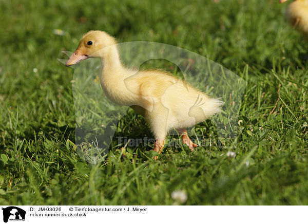 Indische Laufente Kken / Indian runner duck chick / JM-03026