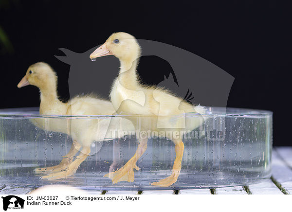 Indian Runner Duck / JM-03027