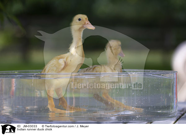 Indian runner duck chick / JM-03033