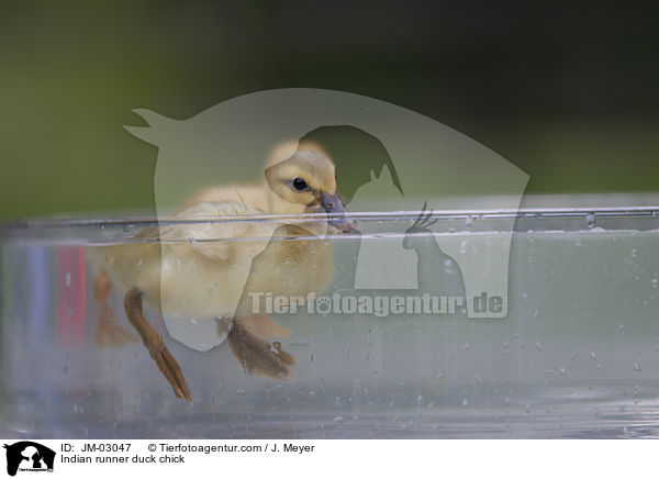 Indian runner duck chick / JM-03047