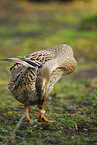 Indian runner duck