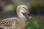 Indian runner duck