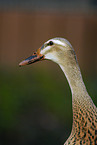 Indian runner duck