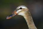 Indian runner duck