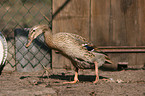 Indian runner duck