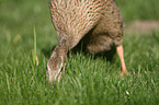 Indian runner duck