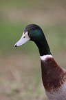 Indian runner duck