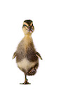 Indian runner duck