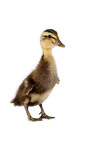 Indian runner duck