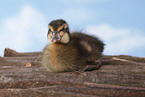 Indian runner duck