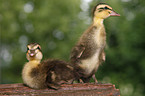 Indian runner ducks