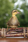 Indian runner duck