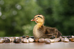 Indian runner duck