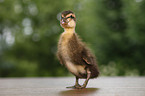 Indian runner duck