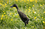 Indian runner duck