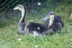 indian runner duck