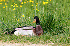 Indian runner duck