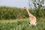 Indian runner duck