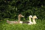 Indian runner ducks