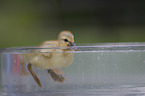 Indian runner duck chick