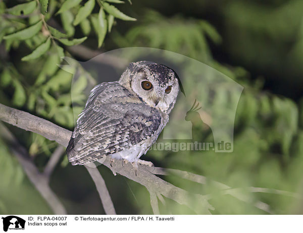 Indian scops owl / FLPA-04007