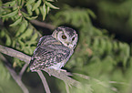 Indian scops owl