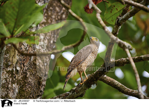 Wegebussard / insect hawk / JR-05697