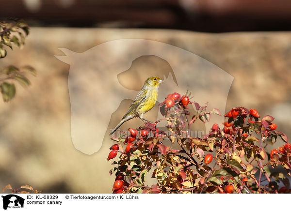 common canary / KL-08329