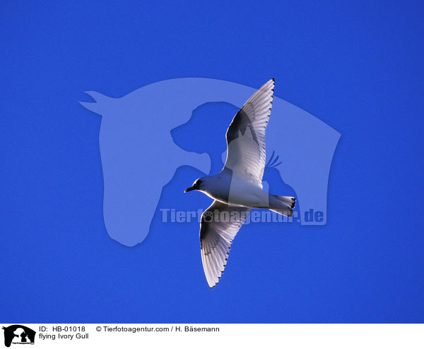 fliegende Elfenbeinmwe / flying Ivory Gull / HB-01018