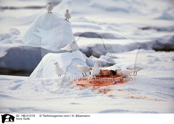 Elfenbeinmwen im Eis / Ivory Gulls / HB-01019