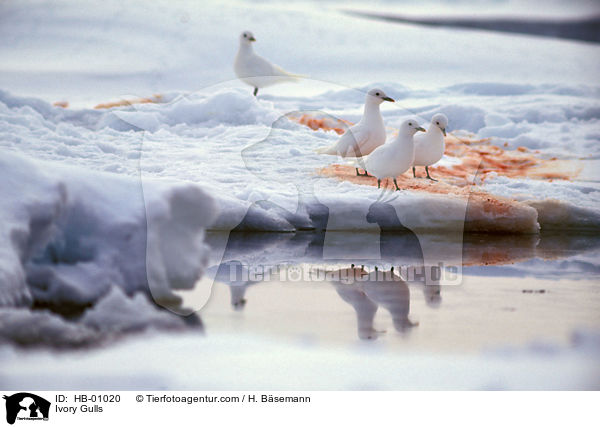 Elfenbeinmwen im Eis / Ivory Gulls / HB-01020