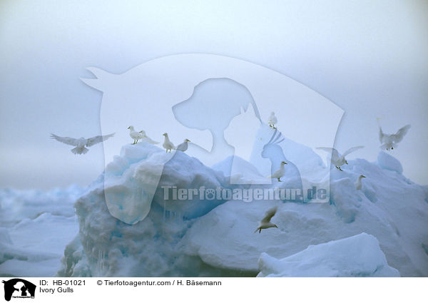 Elfenbeinmwen im Eis / Ivory Gulls / HB-01021