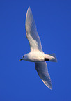 ivory gull