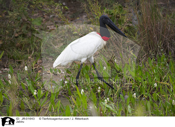 Jabiru / Jabiru / JR-01643