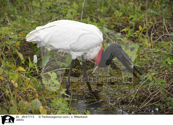 Jabiru / JR-01713