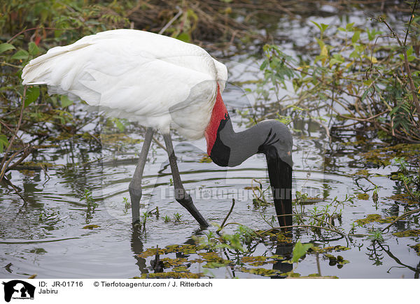 Jabiru / Jabiru / JR-01716