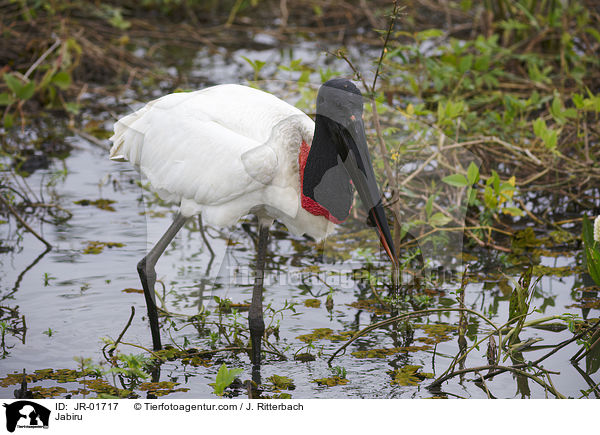Jabiru / Jabiru / JR-01717