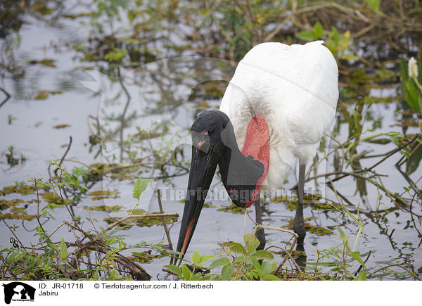 Jabiru / Jabiru / JR-01718